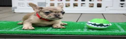 French Bulldog dogs for sale: French Bulldog 1 - Ad 4