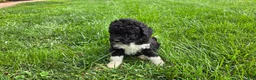 Portuguese Water Dog dogs for sale: David - Ad 11
