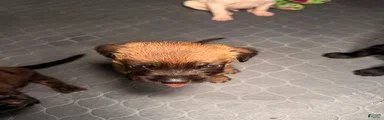 Nova