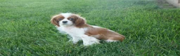Cavapoo dogs for sale: Lulu - Ad 16