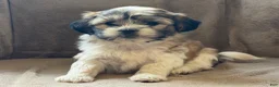Shih Tzu dogs for sale: Commer - Ad 7