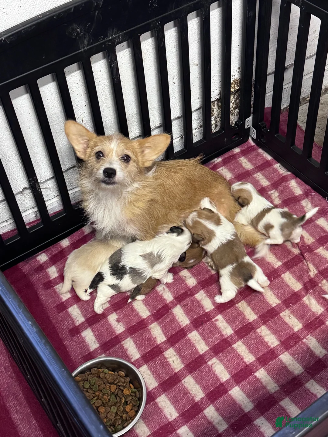 Mixed Breed dogs for sale: Maple - Ad 5