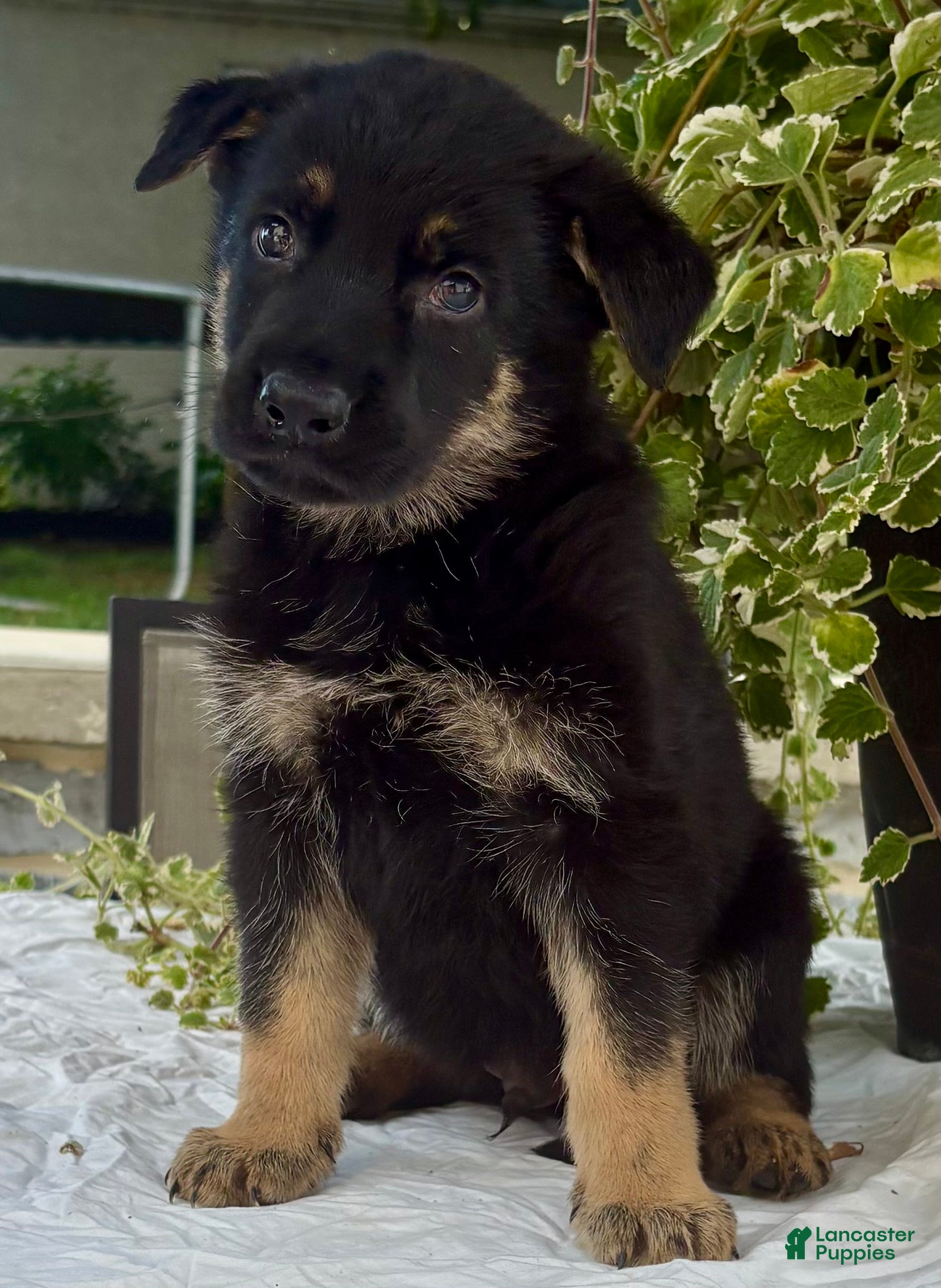 German Shepherd dogs Brownie  - Ad 1