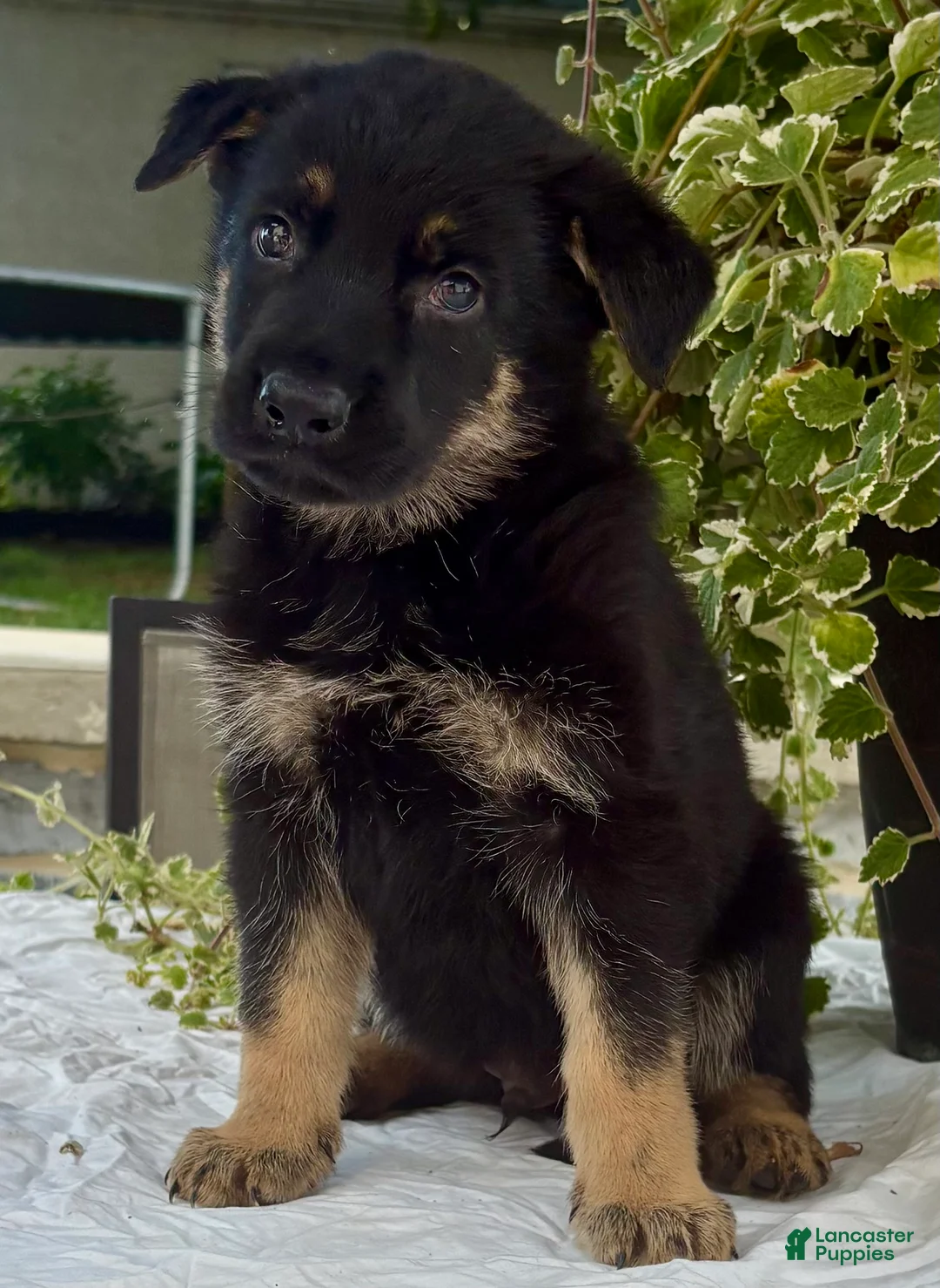 German Shepherd dogs for sale: Brownie  - Ad 1