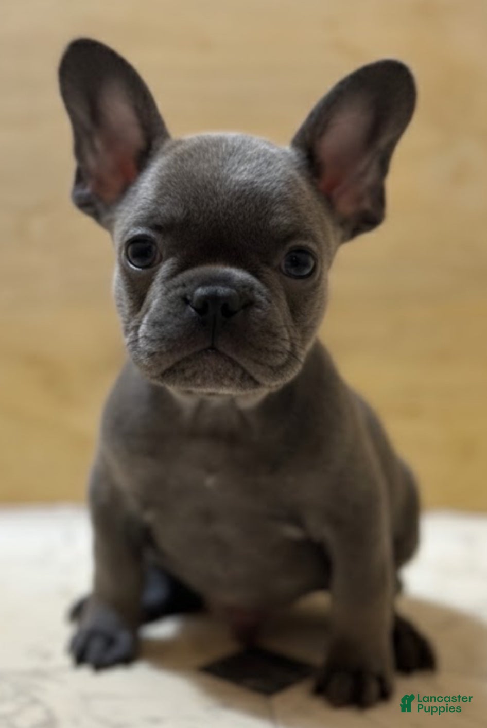 French Bulldog dogs Tyson - Ad 1
