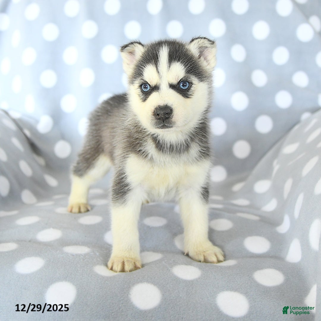 Siberian Husky dogs for sale: Rufus - Ad 2