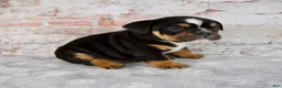 Beabull dogs for sale: Grady - Ad 2