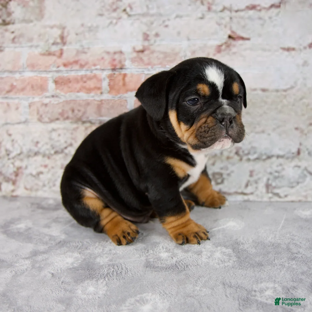 Beabull dogs for sale: Grady - Ad 2