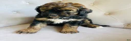 Bernedoodle dogs for sale: Lucy  ❤️ red sable phantom tri color - Ad 4