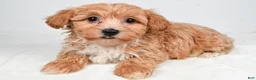 Yorkiepoo dogs for sale: Grace - Ad 1