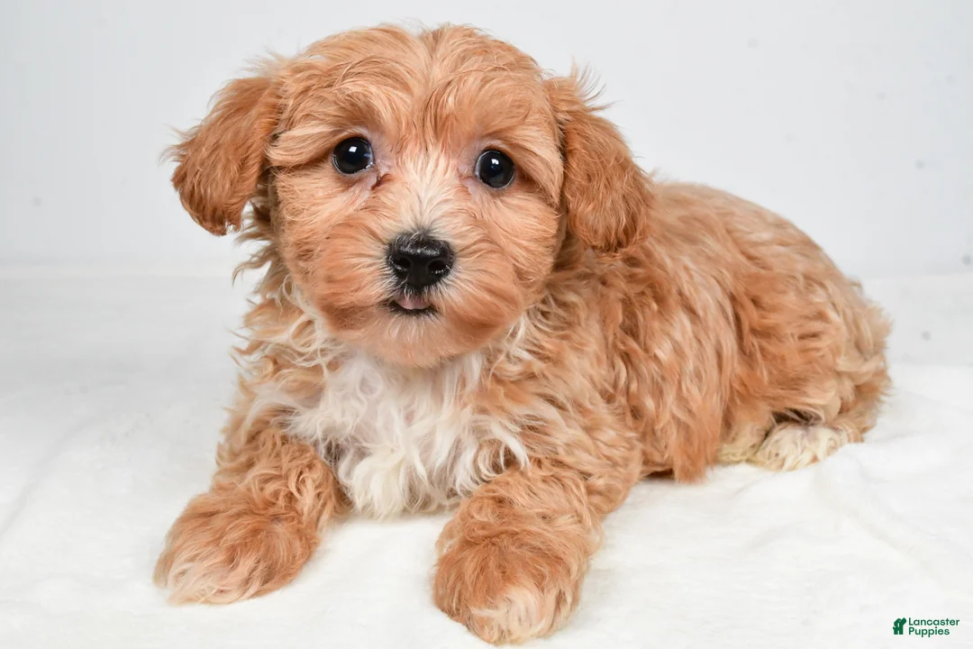 Yorkiepoo dogs for sale: Grace - Ad 1