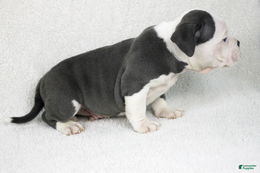 American Bully dogs for sale: White/Blue Male - Ad 3
