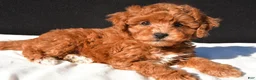 Toy Poodle dogs for sale: Theo - Ad 9