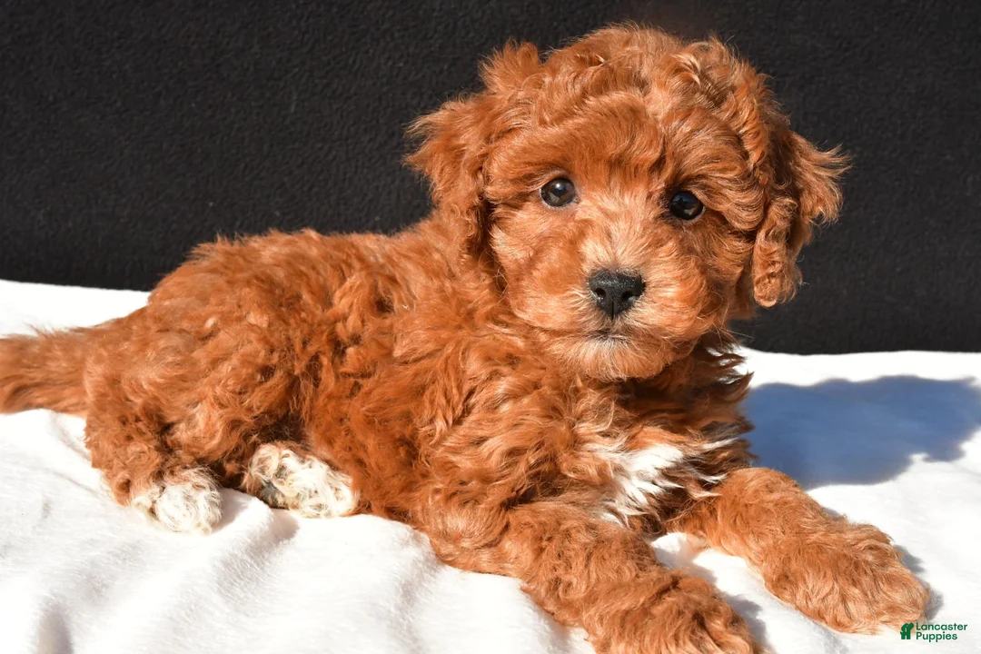Toy Poodle dogs for sale: Theo - Ad 9