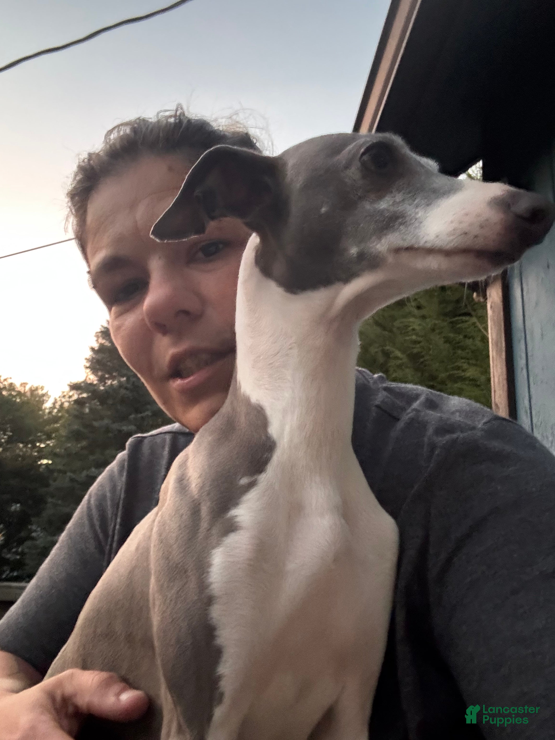 Italian Greyhound dogs Logan  - Ad 9