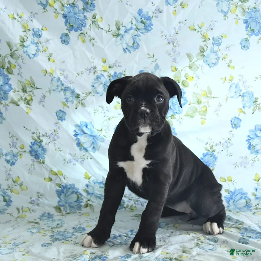 Gallery Image {{count}}