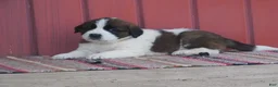 Saint Bernard dogs for sale: Lexus - Ad 2