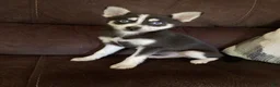 Pomsky dogs for sale: Nemo - Ad 1
