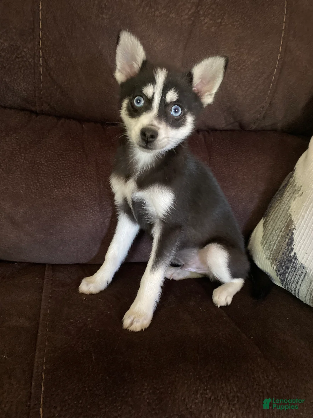 Pomsky dogs for sale: Nemo - Ad 1