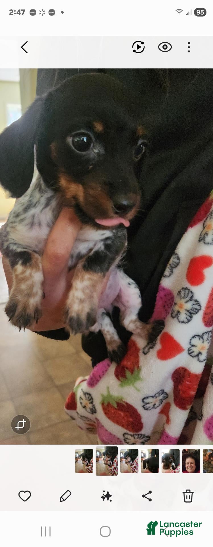 Peanut (Dachshund, Female) in Evington, VA