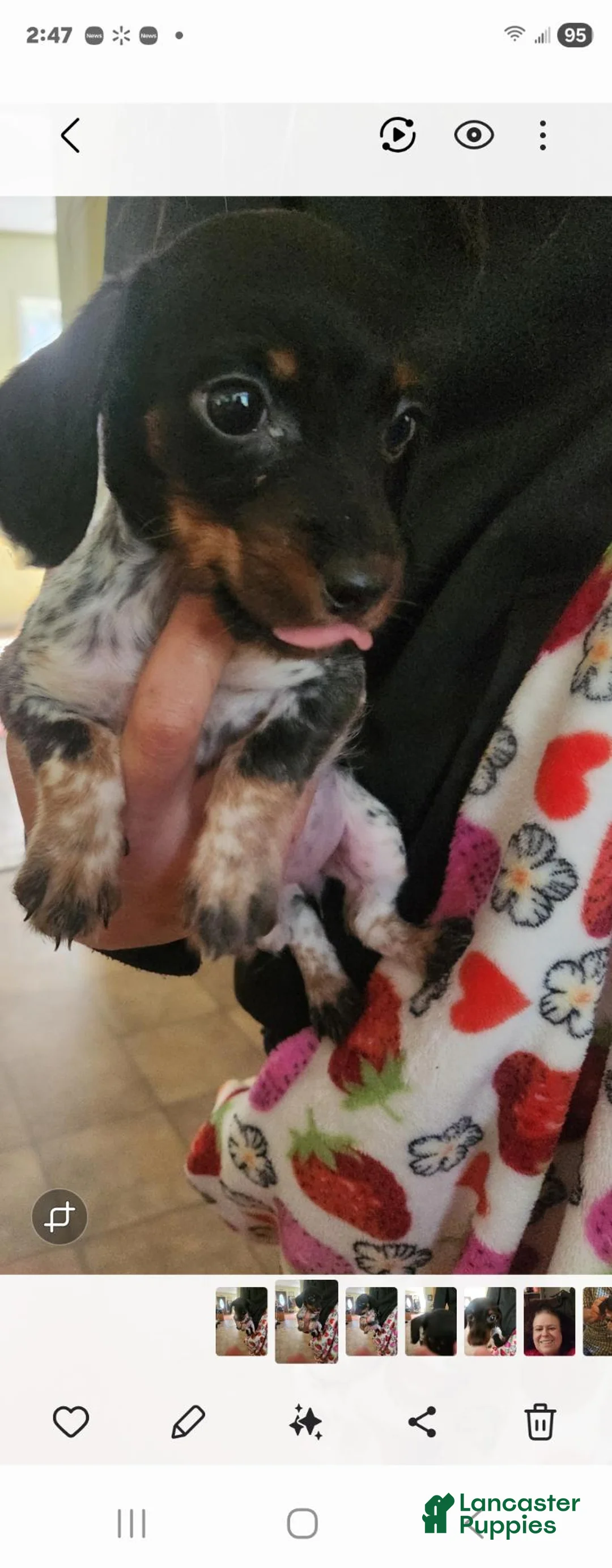 Dachshund dogs for sale: Peanut - Ad 1