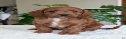 Cavapoo dogs for sale: Ellie - Ad 12