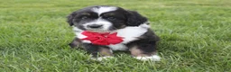 Mini Aussiedoodle dogs for sale: Karl 💎  - Ad 5