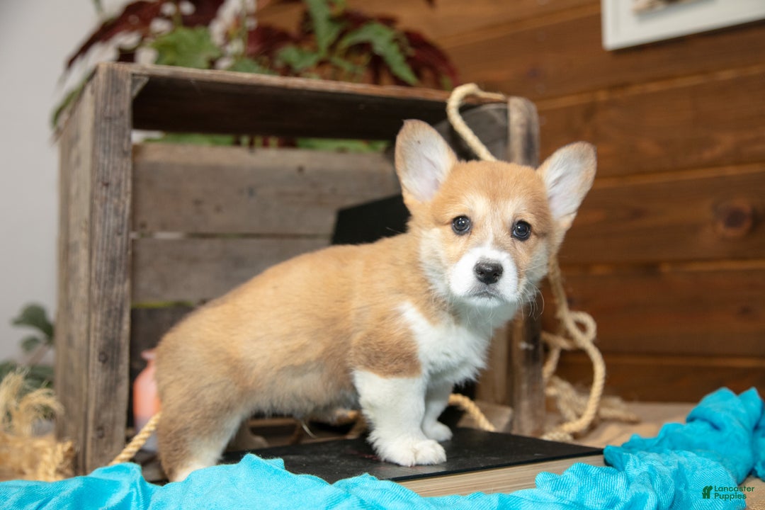 Welsh Corgi Pembroke dogs for sale: Elmer - Ad 2