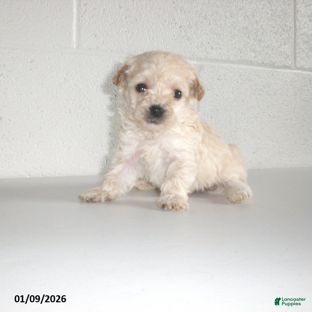 Yorkiepoo dogs for sale: Kelly - Ad 8