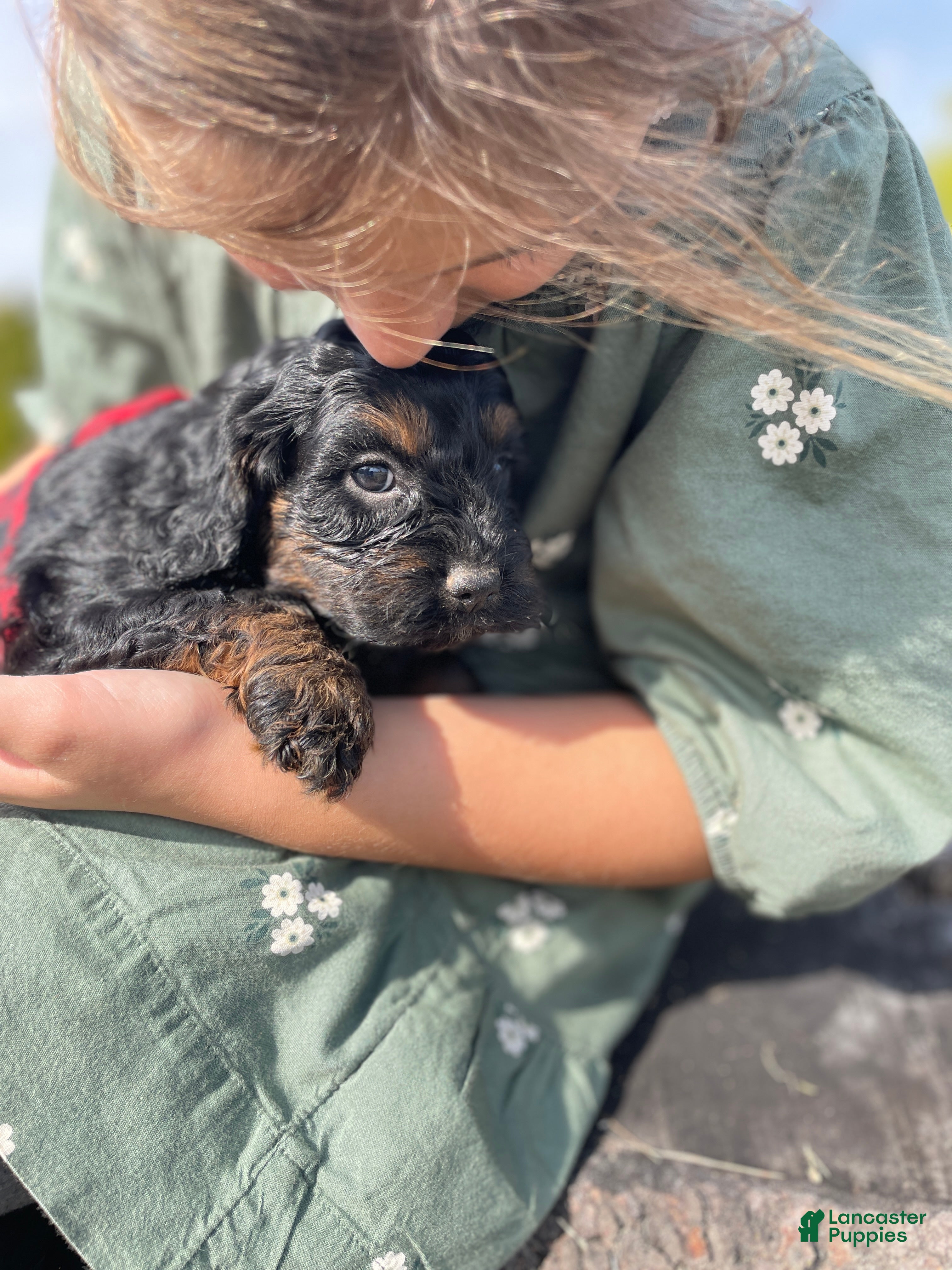 Cockapoo dogs Eve - Ad 12