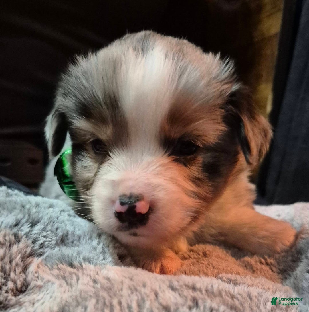 Toy Australian Shepherd dogs for sale: Toy Australian Shepherd Puppy 3 - Ad 2