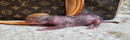 Mixed Breed dogs for sale: Pumpkin  - Ad 11