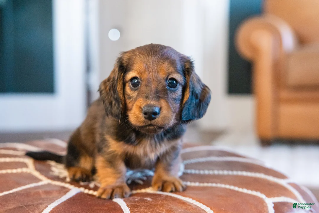 Miniature Dachshund dogs for sale: Pretzel von Pupperstein - Ad 3