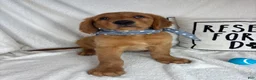 Golden Retriever dogs for sale: Goose - Ad 3
