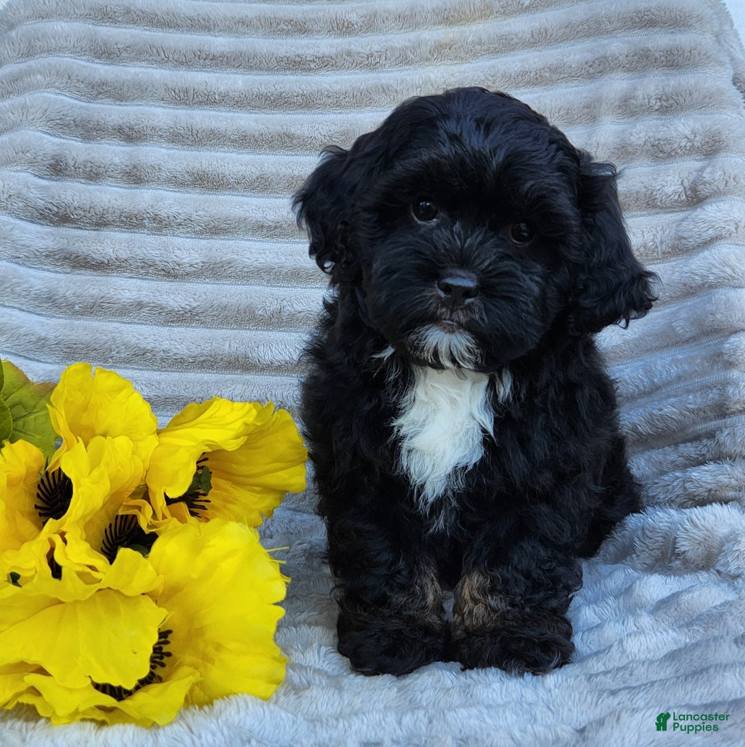 Shihpoo dogs for sale: Dallas - Ad 1