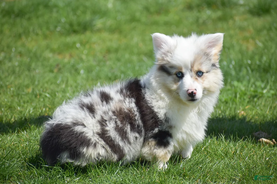 Welsh Corgi Pembroke dogs for sale: Lucas - Ad 2