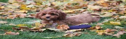 Cavapoo dogs for sale: Bradi - Ad 8
