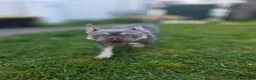 French Bulldog dogs for sale: French Bulldog 1 - Ad 3
