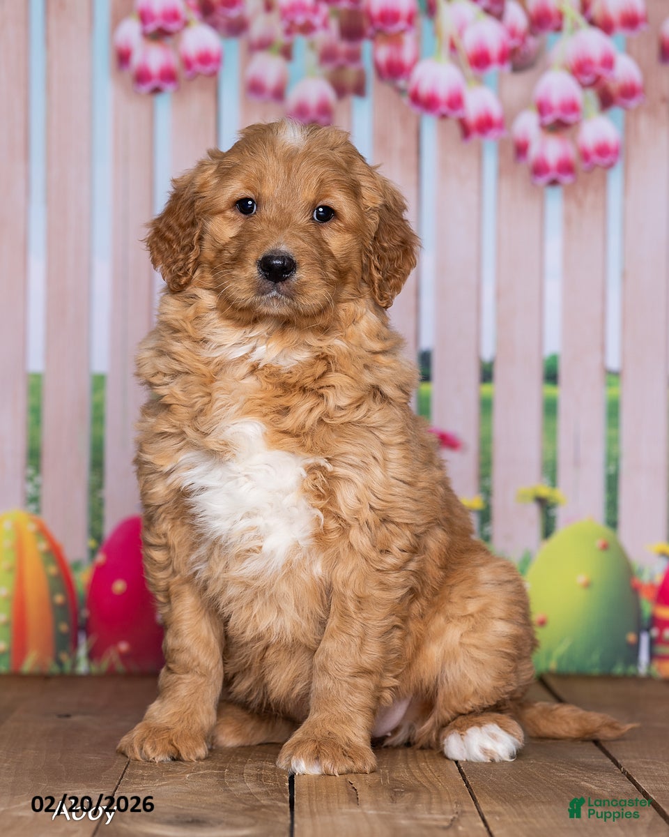 Goldendoodle dogs Abby - Ad 1