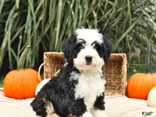 Mini Bernedoodle dogs - Ad 41