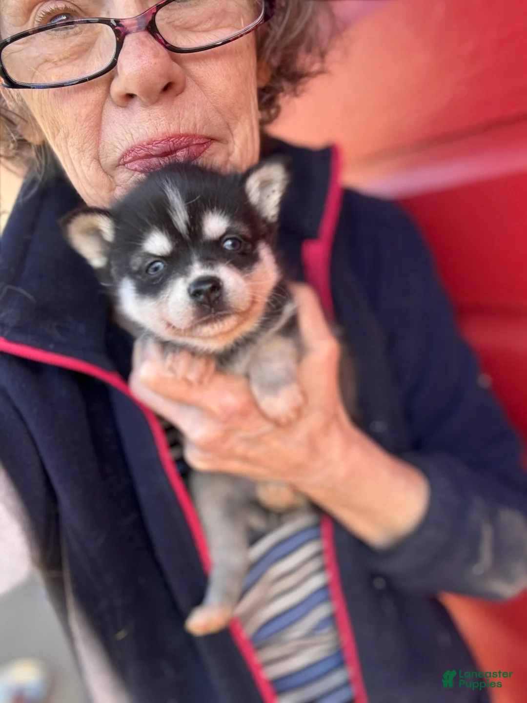 Alaskan Klee Kai dogs for sale: Alaskan Klee Kai Puppy 3 - Ad 2