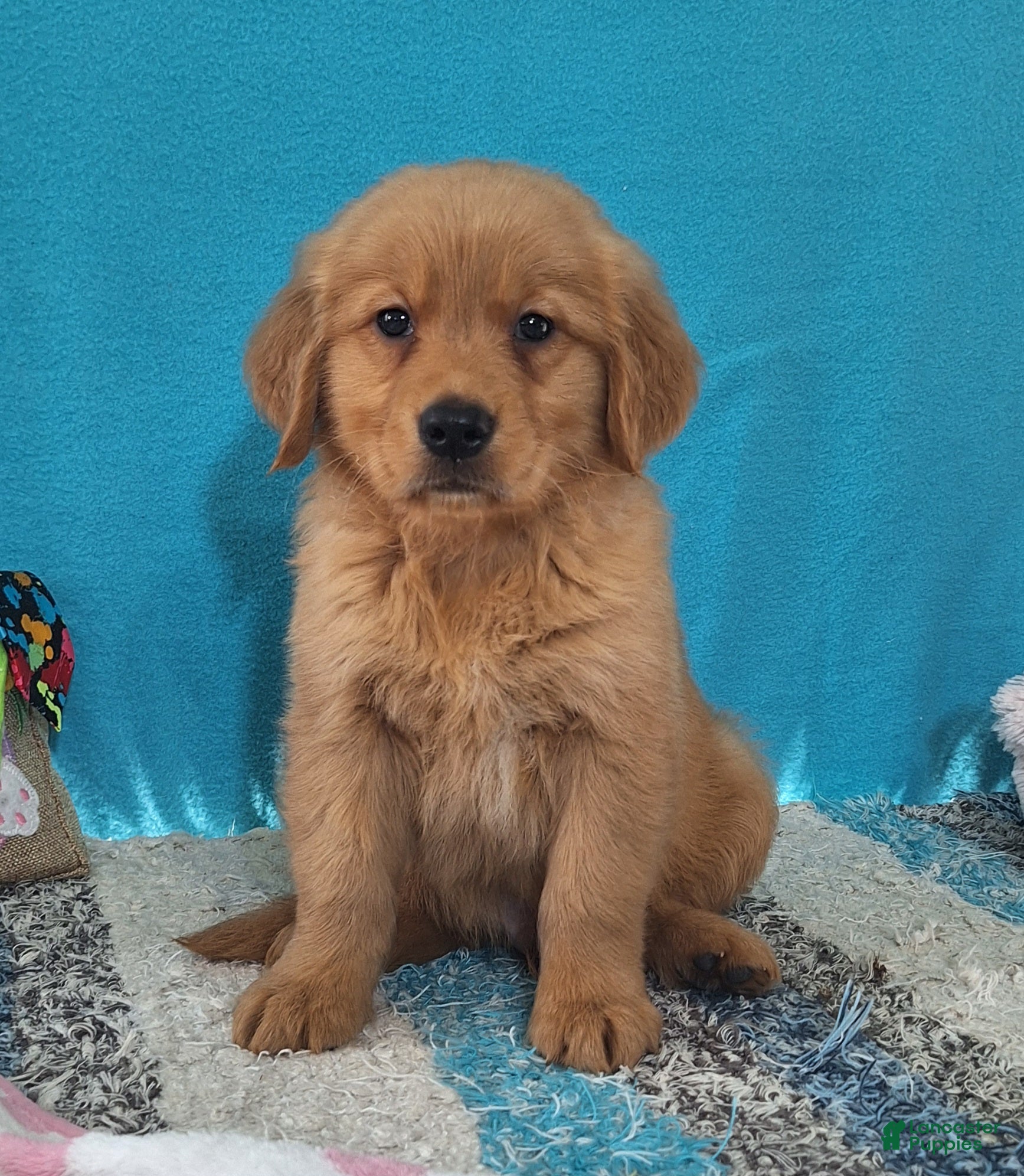 Golden Retriever dogs Colton - Ad 2