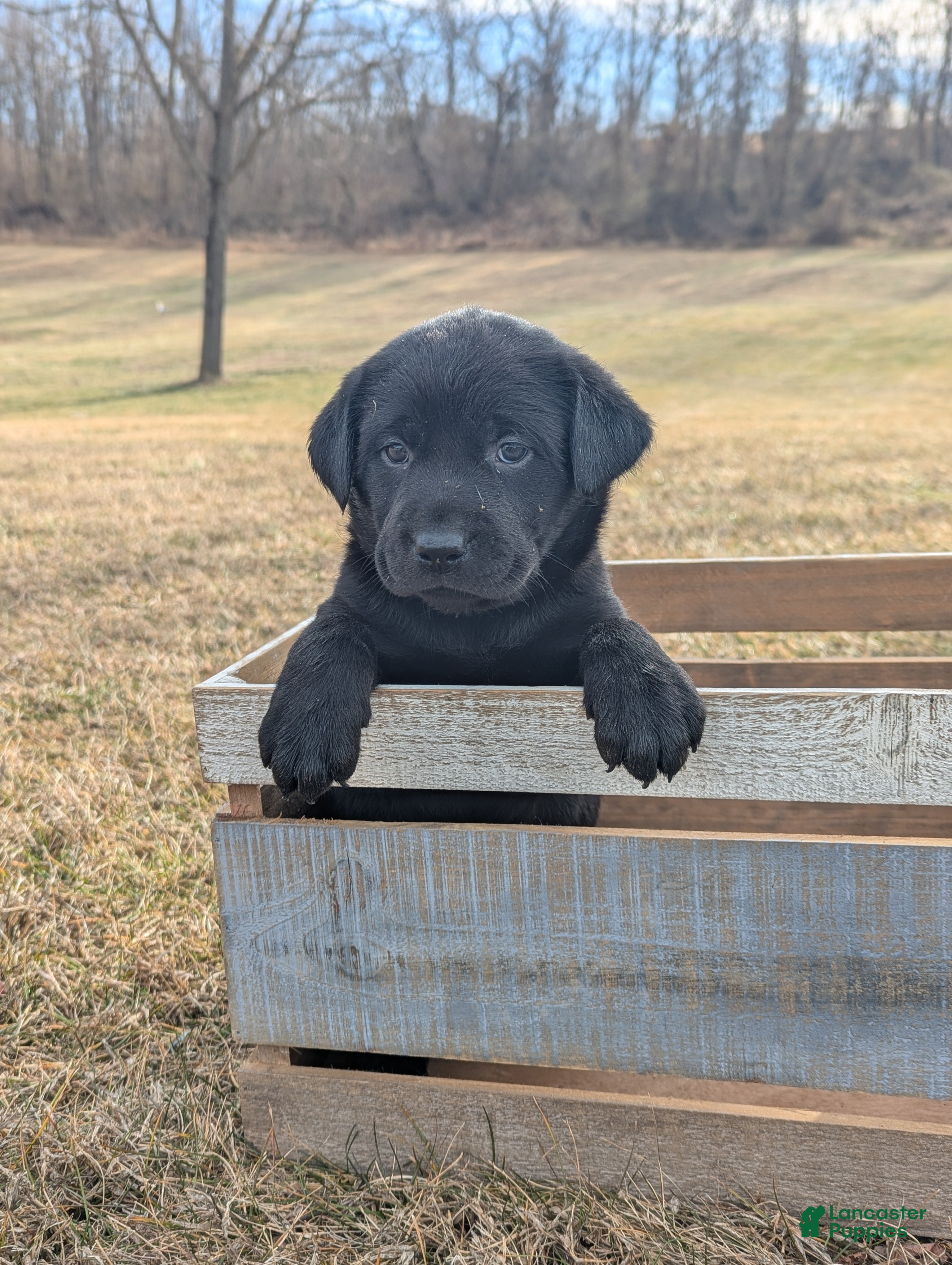 Labrador Retriever dogs Stella - Ad 39