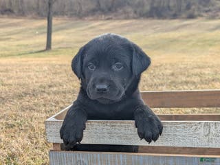 Labrador Retriever dogs Stella - Ad 40