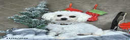 Maltese dogs for sale: Betsy - Ad 6