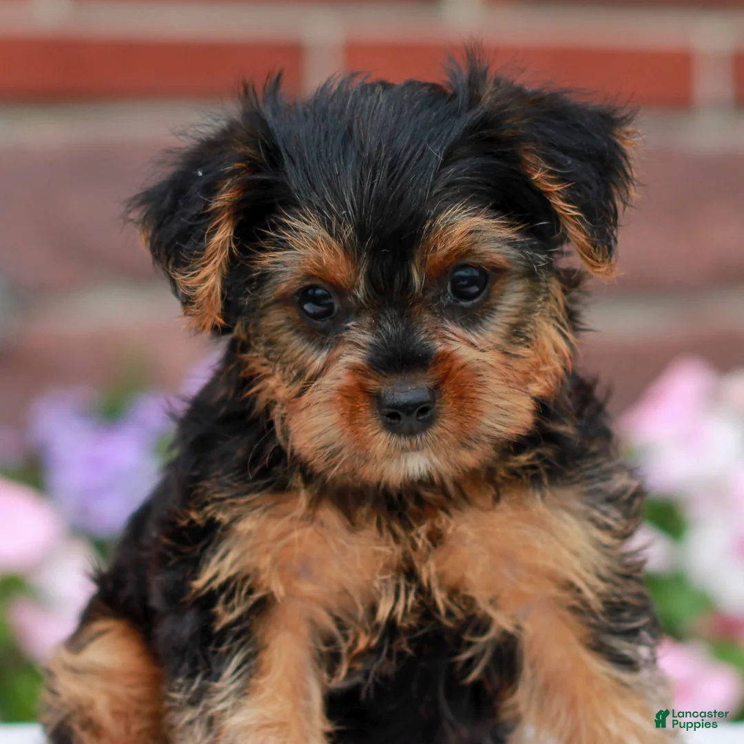 Yorkshire Terrier dogs for sale: Joey  - Ad 1