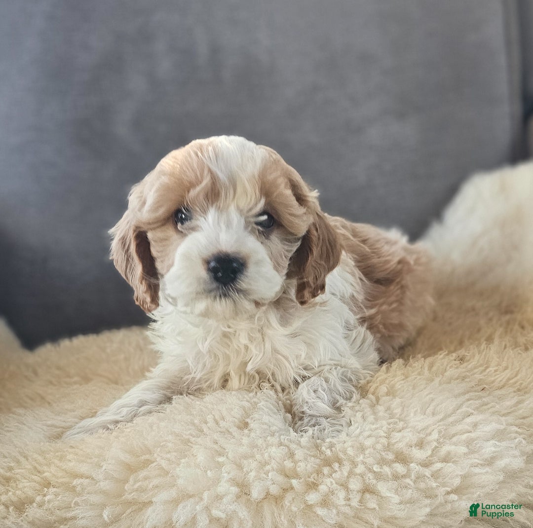 Cavapoo dogs for sale: Cupid - Ad 2