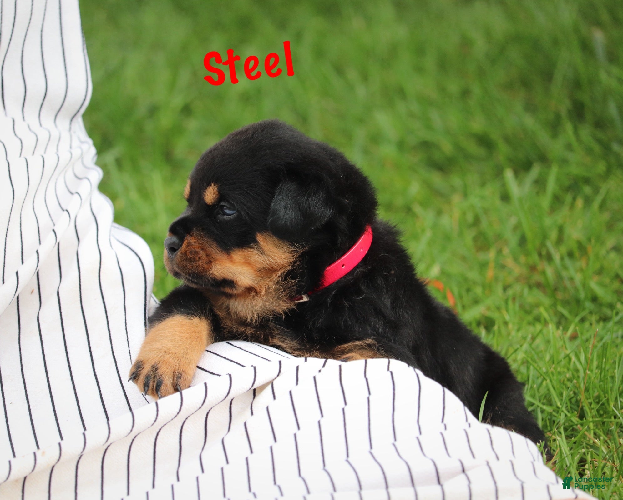Rottweiler dogs Steel w a Long Tail  - Ad 1