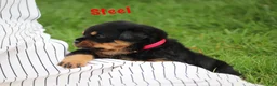 Rottweiler dogs for sale: Steel w a Long Tail  - Ad 1