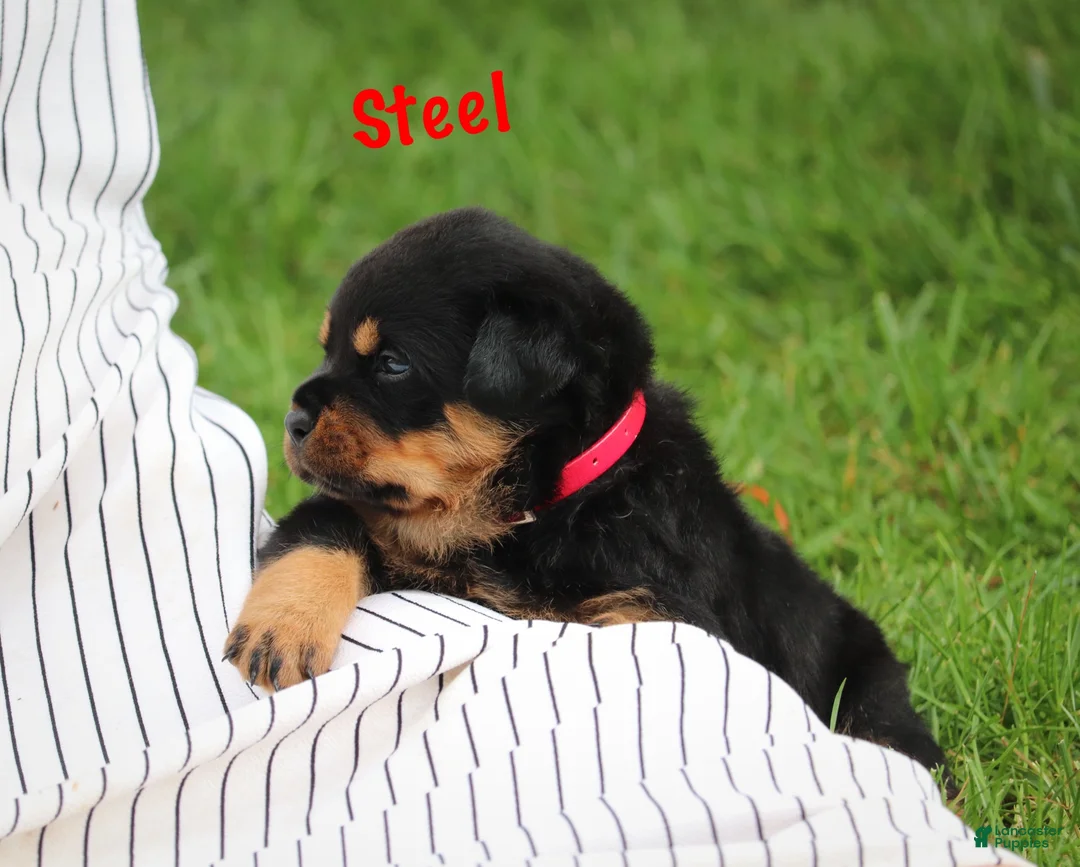 Rottweiler dogs for sale: Steel w a Long Tail  - Ad 1